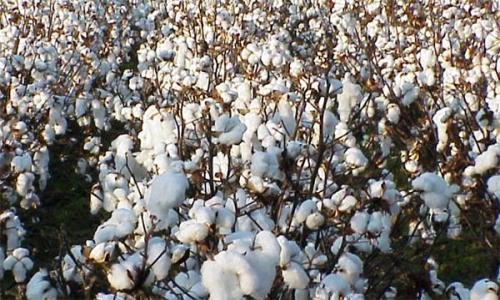 Pakistani Cotton